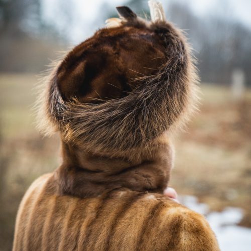 Czapka szlachecka z bobra Hubertus